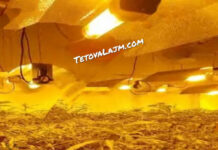 “Shtëpi bari” në Krujë, ishte mbjellë me hashash/ Arrestohen dy persona