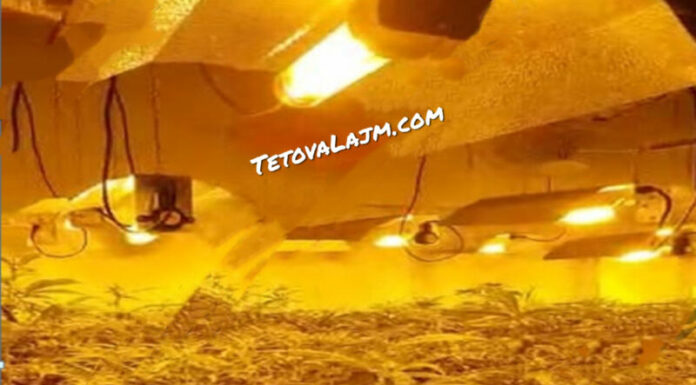 “Shtëpi bari” në Krujë, ishte mbjellë me hashash/ Arrestohen dy persona