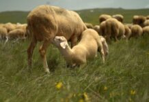 Maqedoni, ulet numri i bagëtive dhe shpendëve për vitin 2021