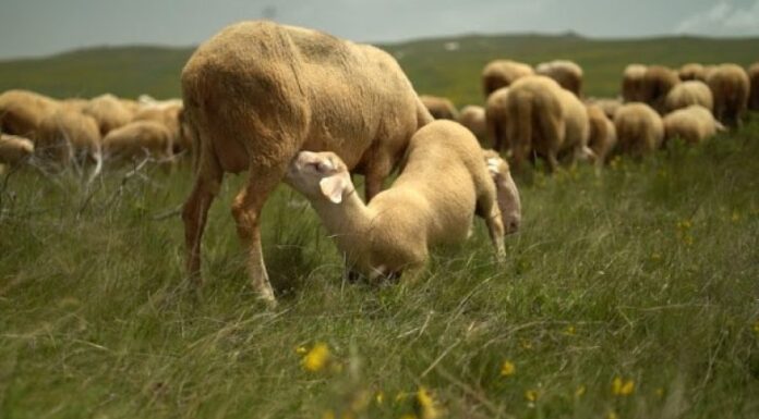 Maqedoni, ulet numri i bagëtive dhe shpendëve për vitin 2021